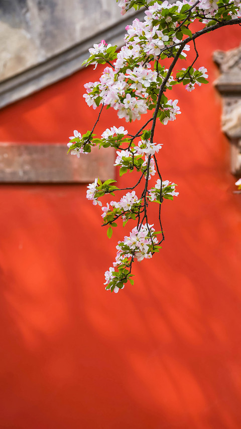 The crabapple blossoms in the forbidden city 2 screenshot