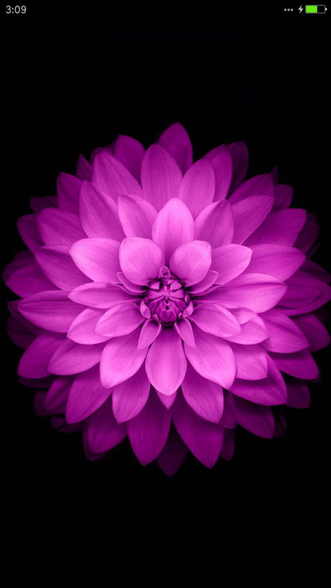 iOS Lotus screenshot
