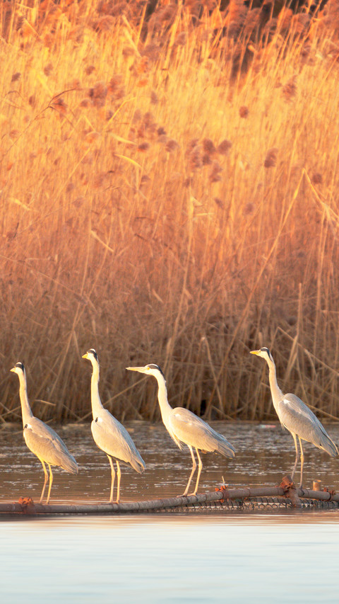 A row of herons on the water surface screenshot