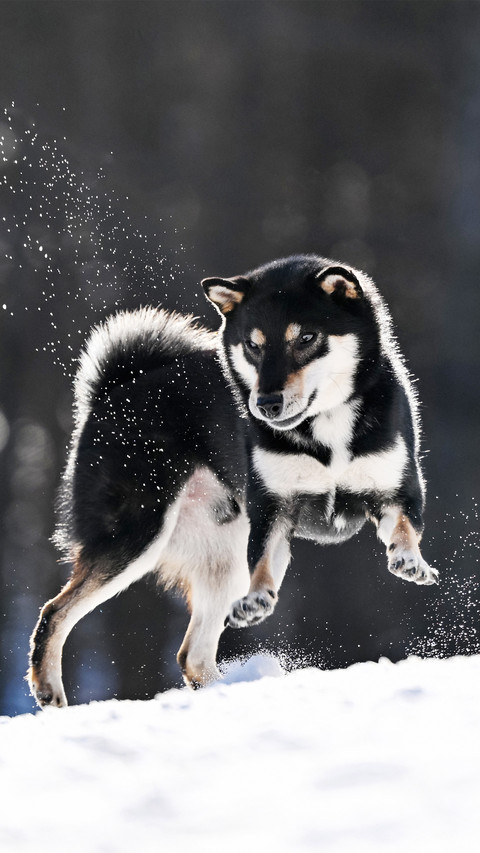 A shiba inu jumping up in the snow screenshot