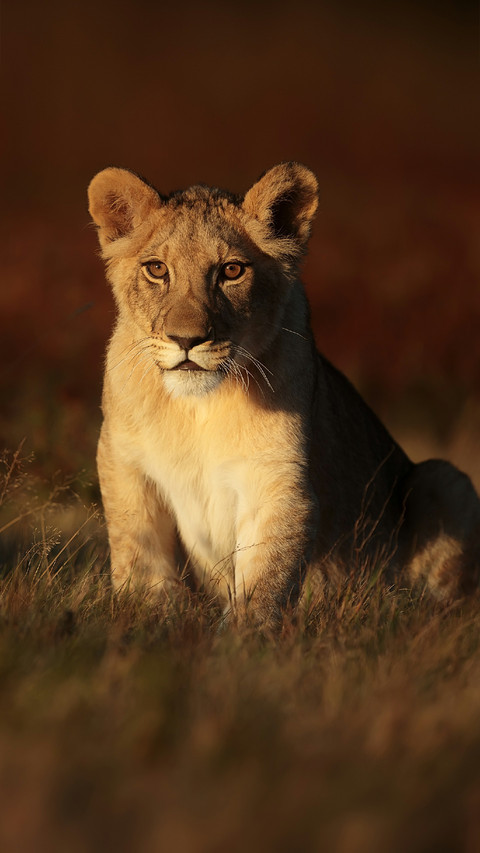 Cute Little Lion Sitting on The Grass screenshot