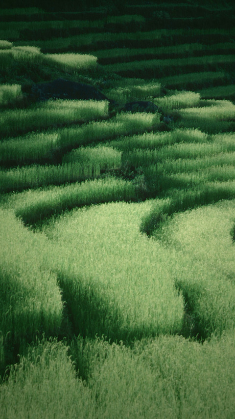 雪山彼岸的桃花源 screenshot