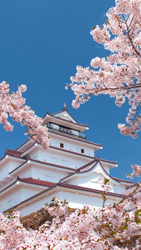 A season of cherry blossoms 3 screenshot