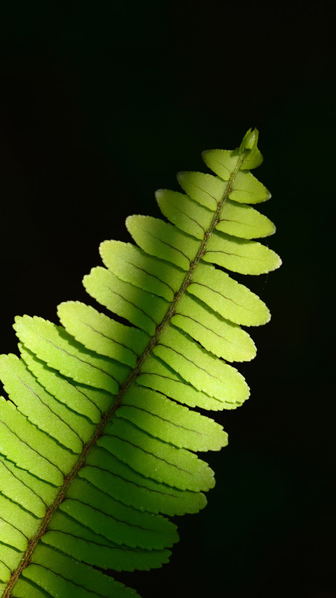 Green plants screenshot