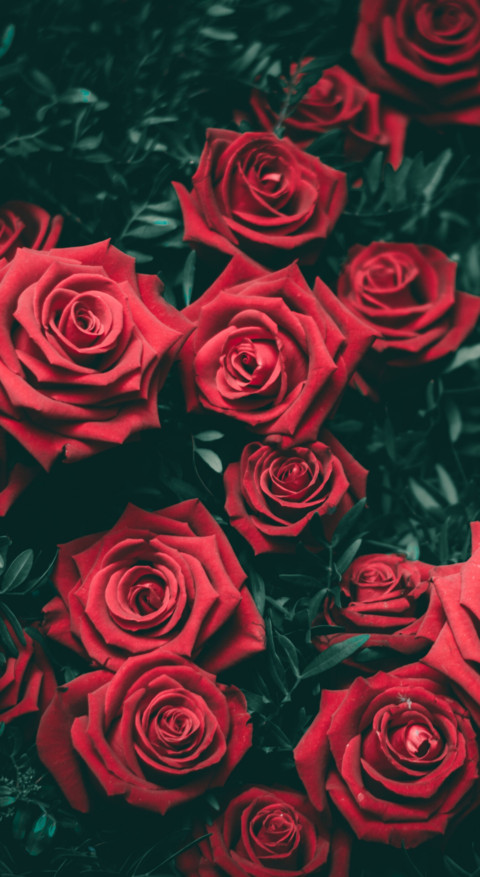 Red Roses (19) screenshot