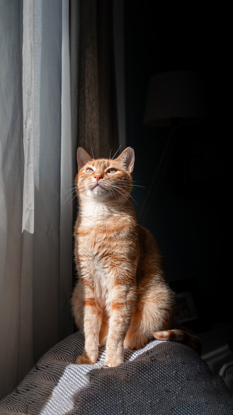 Brown tabby cat sitting on a sofa behind the curtains screenshot