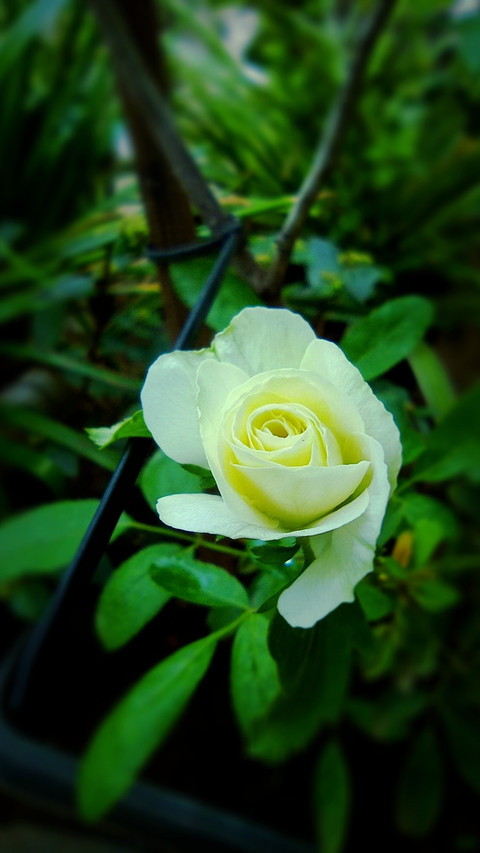 White Roses screenshot