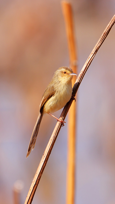 The bird on the withered lotus screenshot