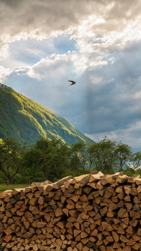 A swallow flew by screenshot