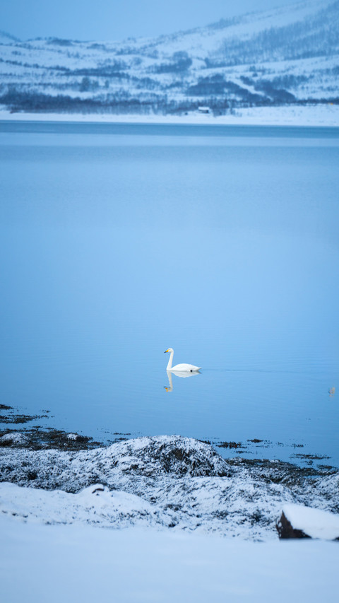 Swans in the lake screenshot