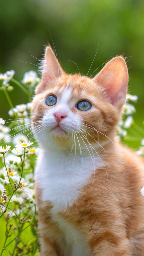 A kitten and a daisy screenshot