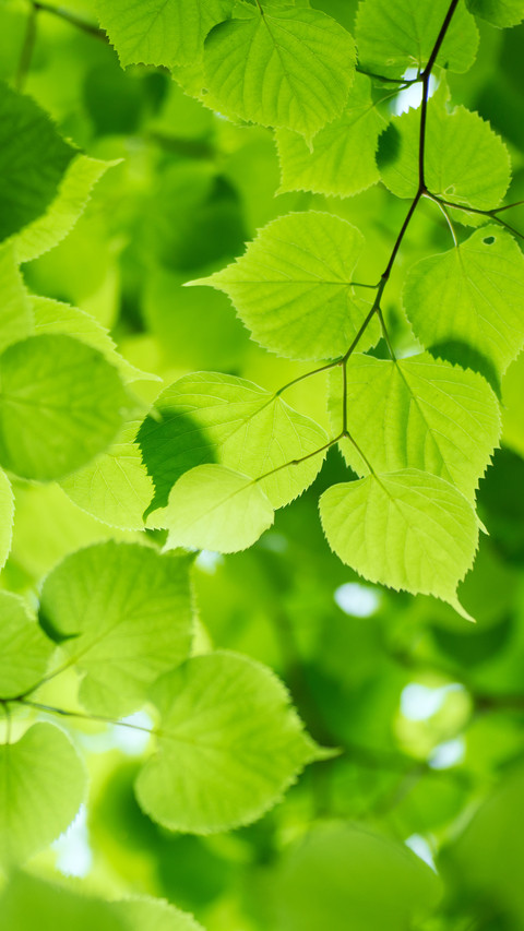 Summer leaves 2 screenshot