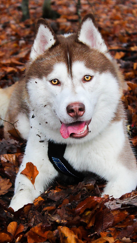HUSKY PUPPY (4) screenshot