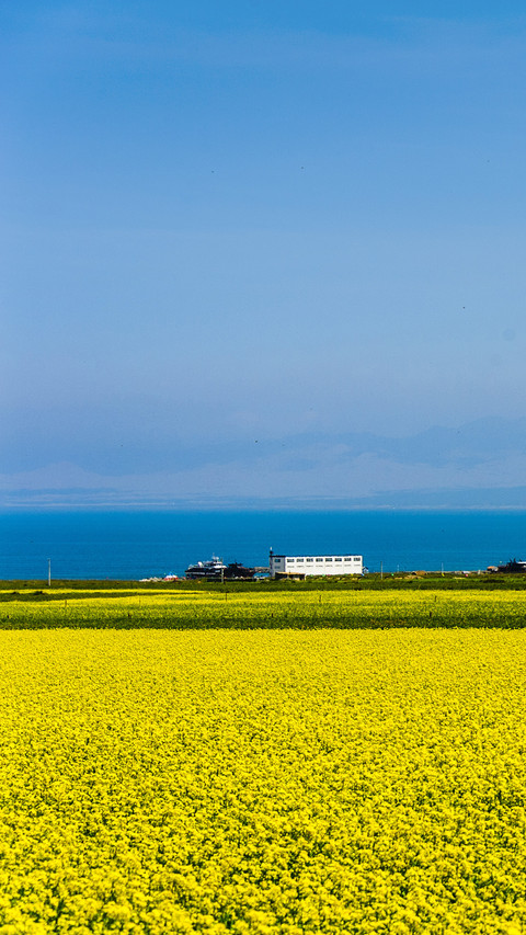 Rapeseed flowers in Qinghai Lake, China screenshot