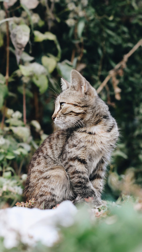猫咪对人有感情吗 screenshot