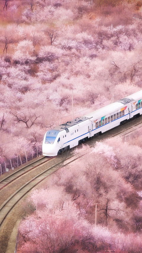 Spring limited flower sea train screenshot