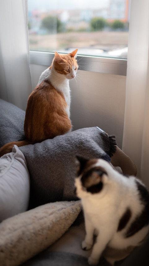 White and brown cat stops looking out the window screenshot