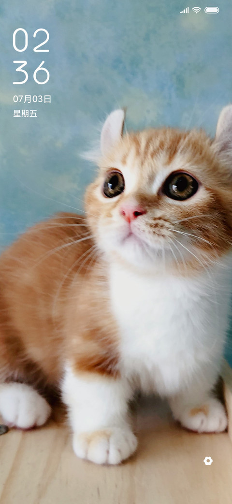 萌猫物语 screenshot