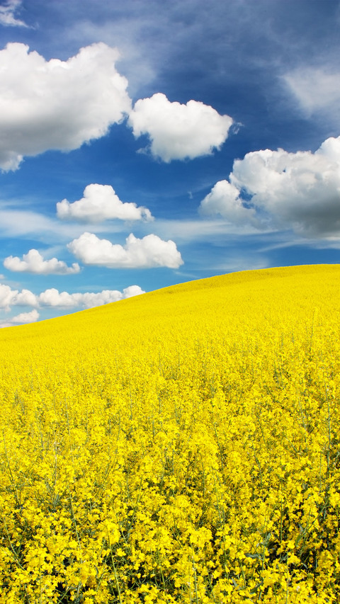 Clouds and rape flowers screenshot