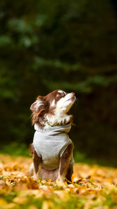 Chihuahuas in the autumn nature taken in Japan screenshot