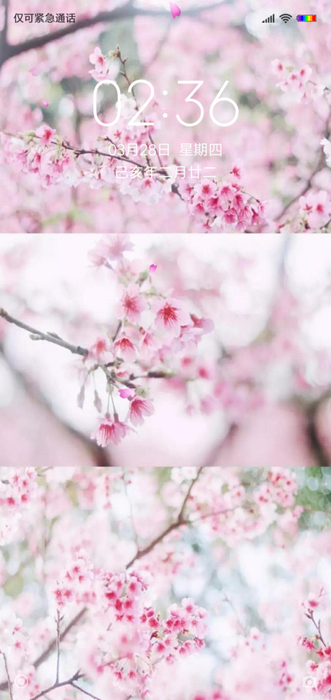 樱花节 screenshot