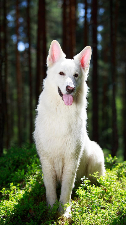 Dog96 screenshot