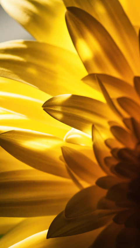 beautiful flower-01 screenshot