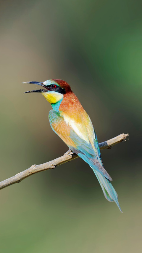 A colorful little bird that exclusively feeds on bees screenshot