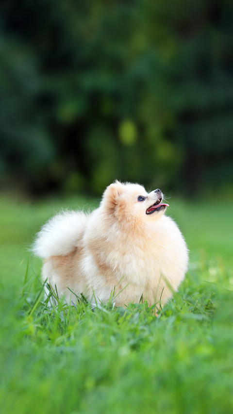 A Cute Dog Playing on The Grass screenshot