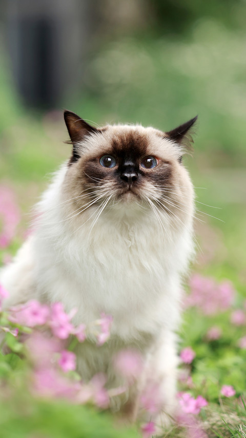 How cute cats are 51 screenshot