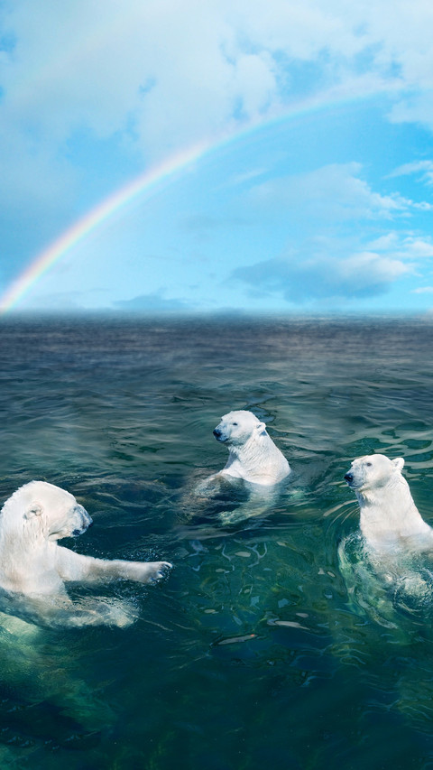 Polar Bears Swim Under The Rainbow screenshot