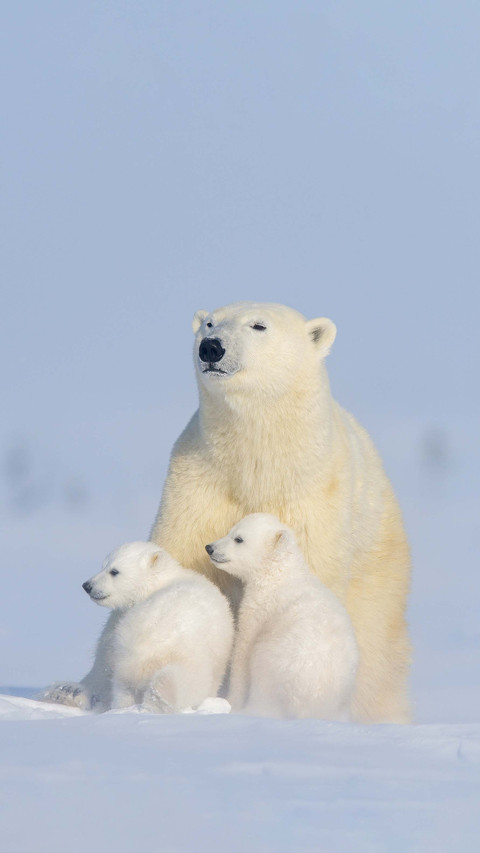 Do you really understand polar bears screenshot