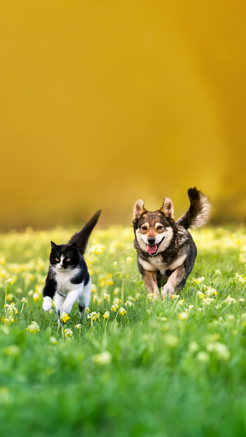 A cat and a dog run merrily through the grass with flowers screenshot