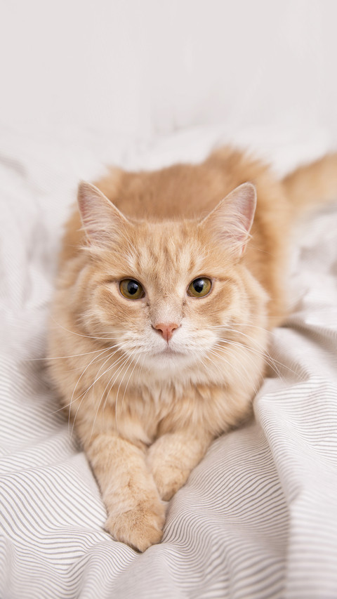 The cat lying on the bed screenshot