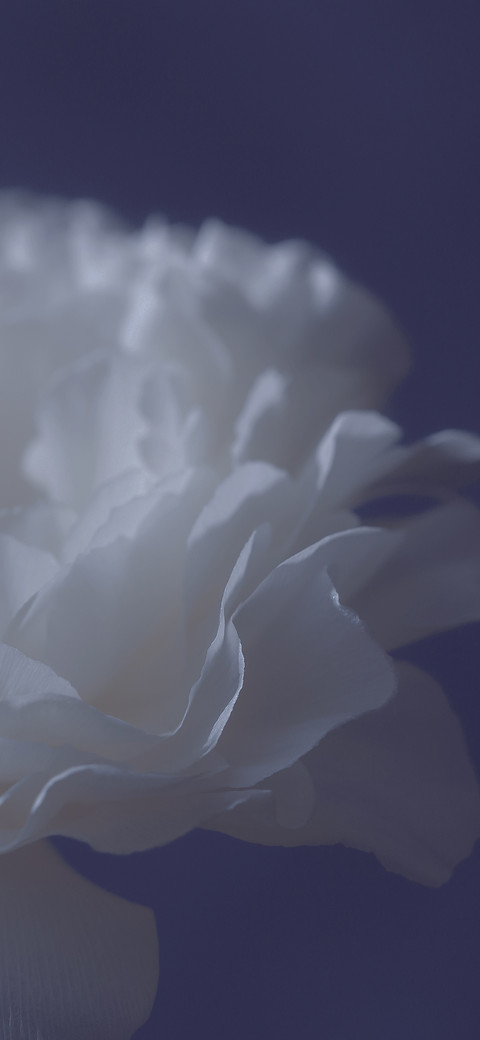 花事 screenshot