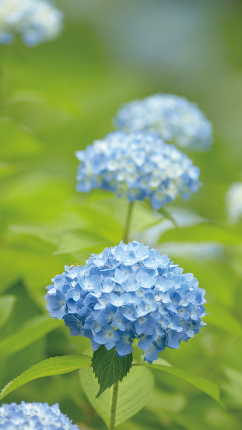 How to prolong the flowering period of hydrangea flowers screenshot