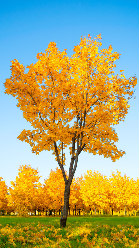 Green tree and blue sky screenshot