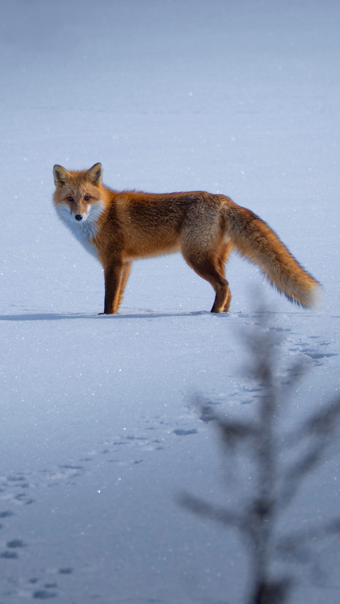 Footprints of the little fox screenshot