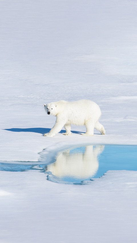 Polar Bear on the Pack Ice screenshot