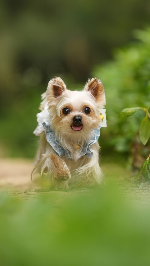 How to conduct recall training for dogs 2 screenshot