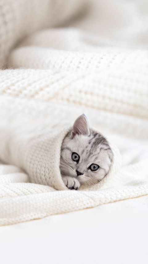 Cute Little Striped Scottish Fold Kitten Cat on White screenshot