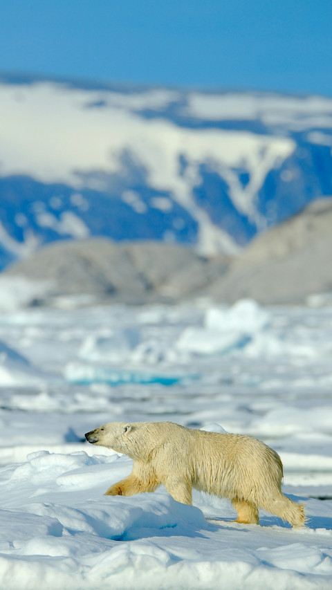 Polar Bear Looking For Food screenshot