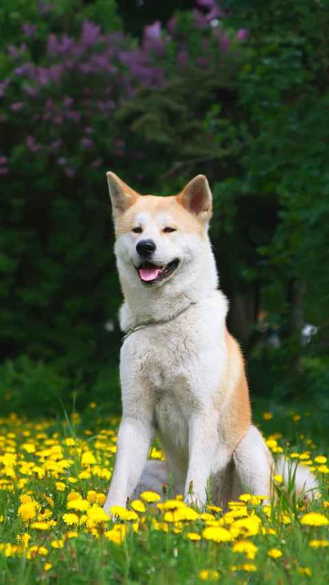 Dog299 screenshot