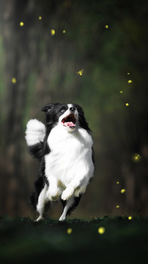 牧羊犬要怎么训练 screenshot