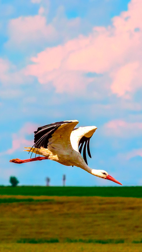 Bird Wallpaper screenshot