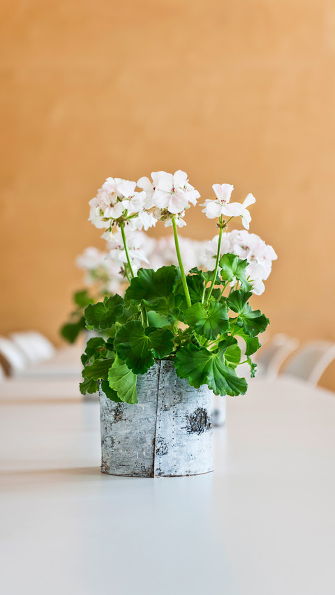 Tips for raising flowers without hardening 51 screenshot