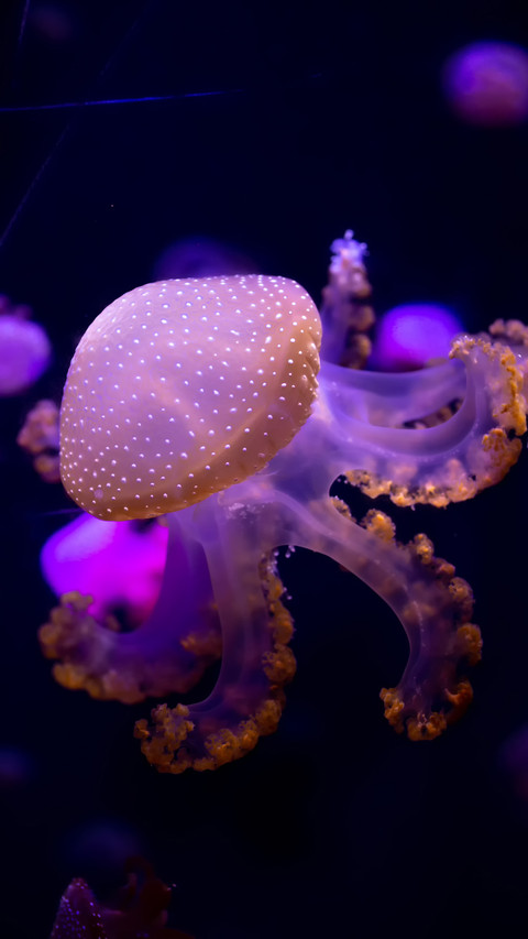 Luminous jellyfish-04 screenshot