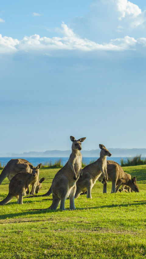 A group of wild kangaroos by the seaside screenshot