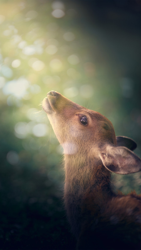 The dreamy deer in nara park screenshot