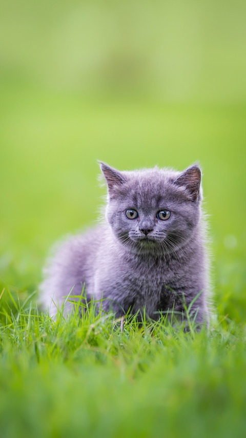 A Cute Kitten Playing on The Grass screenshot